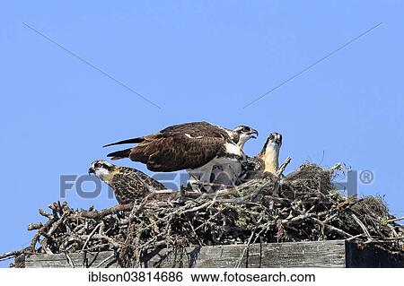 "Osprey (Pandion haliaetus carolinensis), adult birds and chicks in the aerie, Sanibel Island, Florida, USA" View Large Photo Image Stock Photograph - "Osprey (Pandion haliaetus carolinensis), adult birds and chicks in the aerie, Sanibel Island, Florida, USA". Fotosearch