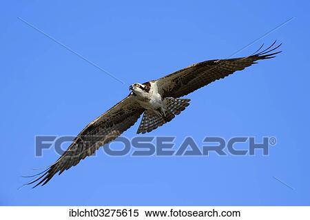 "Osprey (Pandion haliaetus carolinensis) in flight, Everglades-Nationalpark, Florida, United States, North America" View Large Photo Image Stock Photography - "Osprey (Pandion haliaetus carolinensis) in flight, Everglades-Nationalpark, Florida, United States, North America". Fotosearch