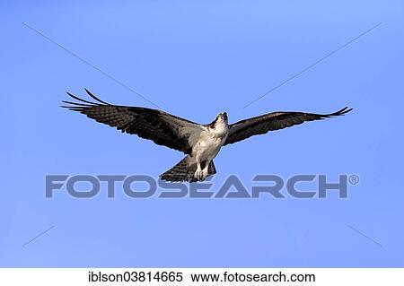 "Osprey (Pandion haliaetus carolinensis), flying, Sanibel Island, Florida, USA" View Large Photo Image Stock Photography - "Osprey (Pandion haliaetus carolinensis), flying, Sanibel Island, Florida, USA". Fotosearch