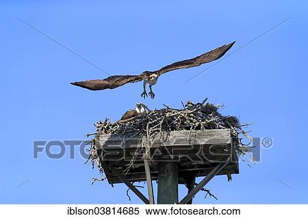 "Osprey (Pandion haliaetus carolinensis), starting from aerie, Sanibel Island, Florida, USA" View Large Photo Image Stock Photography - "Osprey (Pandion haliaetus carolinensis), starting from aerie, Sanibel Island, Florida, USA". Fotosearch
