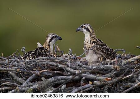 "Osprey (Pandion haliaetus), young birds in a nest, Finland, Europe" View Large Photo Image Stock Photograph - "Osprey (Pandion haliaetus), young birds in a nest, Finland, Europe". Fotosearch