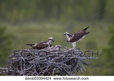 "Ospreys or Sea Hawks (Pandion haliaetus), pair with chicks in an aerie, Kajaani sub-region, Finland, Europe" View Large Photo Image Picture - "Ospreys or Sea Hawks (Pandion haliaetus), pair with chicks in an aerie, Kajaani sub-region, Finland, Europe". Fotosearch