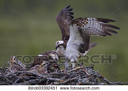 "Ospreys or Sea Hawks (Pandion haliaetus), pair in an aerie, female feeding chicks, Kajaani sub-region, Finland, Europe" View Large Photo Image Stock Image - "Ospreys or Sea Hawks (Pandion haliaetus), pair in an aerie, female feeding chicks, Kajaani sub-region, Finland, Europe". Fotosearch