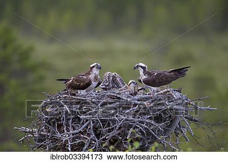 "Ospreys or Sea Hawks (Pandion haliaetus), pair with chicks in an aerie, Kajaani sub-region, Finland, Europe" View Large Photo Image Stock Image - "Ospreys or Sea Hawks (Pandion haliaetus), pair with chicks in an aerie, Kajaani sub-region, Finland, Europe". Fotosearch