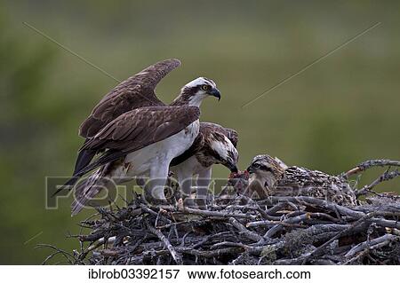 "Ospreys or Sea Hawks (Pandion haliaetus), pair in an aerie, female feeding chicks, Kajaani sub-region, Finland, Europe" View Large Photo Image Stock Photo - "Ospreys or Sea Hawks (Pandion haliaetus), pair in an aerie, female feeding chicks, Kajaani sub-region, Finland, Europe". Fotosearch