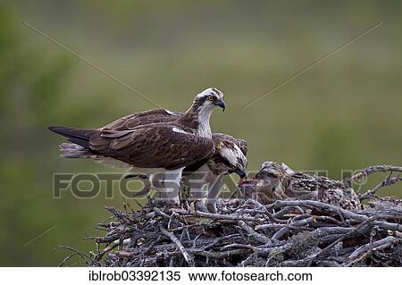 "Ospreys or Sea Hawks (Pandion haliaetus), pair in an aerie, female feeding chicks, Kajaani sub-region, Finland, Europe" View Large Photo Image Stock Photography - "Ospreys or Sea Hawks (Pandion haliaetus), pair in an aerie, female feeding chicks, Kajaani sub-region, Finland, Europe". Fotosearch