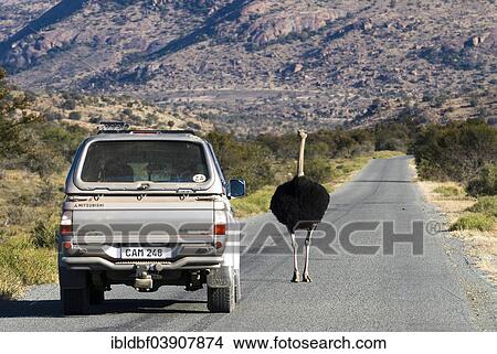 "Ostrich or Common Ostrich (Struthio camelus) on a street next to a car, Mountain Zebra National Park, Eastern Cape, South Africa, Africa" View Large Photo Image Picture - "Ostrich or Common Ostrich (Struthio camelus) on a street next to a car, Mountain Zebra National Park, Eastern Cape, South Africa, Africa". Fotosearch