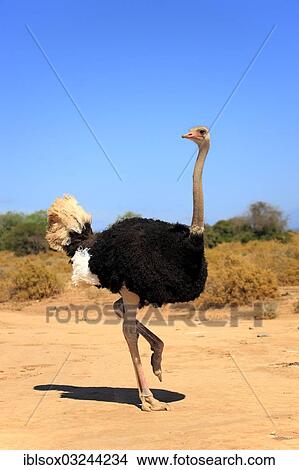 "Ostrich or Common Ostrich (Struthio camelus australis), male, Karoo, South Africa, Africa" View Large Photo Image Picture - "Ostrich or Common Ostrich (Struthio camelus australis), male, Karoo, South Africa, Africa". Fotosearch