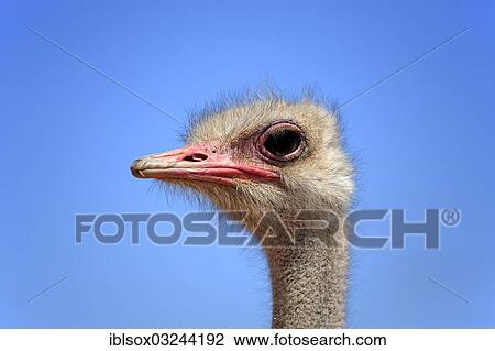 "Ostrich or Common Ostrich (Struthio camelus australis), male, portrait, Karoo, South Africa, Africa" View Large Photo Image Stock Image - "Ostrich or Common Ostrich (Struthio camelus australis), male, portrait, Karoo, South Africa, Africa". Fotosearch