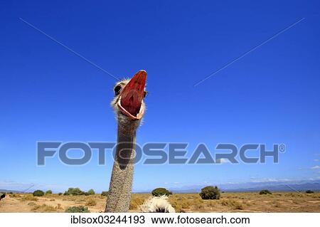 "Ostrich or Common Ostrich (Struthio camelus australis), yawning male, portrait, Karoo, South Africa, Africa" View Large Photo Image Stock Image - "Ostrich or Common Ostrich (Struthio camelus australis), yawning male, portrait, Karoo, South Africa, Africa". Fotosearch