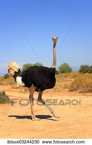"Ostrich or Common Ostrich (Struthio camelus australis), male, Karoo, South Africa, Africa" View Large Photo Image Stock Image - "Ostrich or Common Ostrich (Struthio camelus australis), male, Karoo, South Africa, Africa". Fotosearch