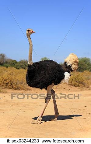 "Ostrich or Common Ostrich (Struthio camelus australis), male, Karoo, South Africa, Africa" View Large Photo Image Stock Image - "Ostrich or Common Ostrich (Struthio camelus australis), male, Karoo, South Africa, Africa". Fotosearch