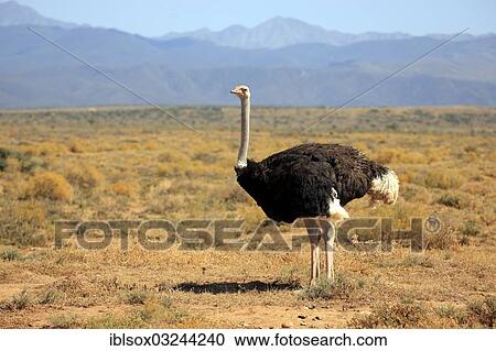 "Ostrich or Common Ostrich (Struthio camelus australis), male, Karoo, South Africa, Africa" View Large Photo Image Stock Image - "Ostrich or Common Ostrich (Struthio camelus australis), male, Karoo, South Africa, Africa". Fotosearch