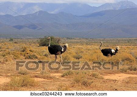 Stock Image - "Ostrich or Common Ostrich (Struthio camelus australis), two males, Karoo, South Africa, Africa". Fotosearch