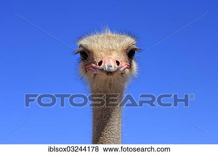 "Ostrich or Common Ostrich (Struthio camelus australis), male, portrait, Karoo, South Africa, Africa" View Large Photo Image Stock Photo - "Ostrich or Common Ostrich (Struthio camelus australis), male, portrait, Karoo, South Africa, Africa". Fotosearch