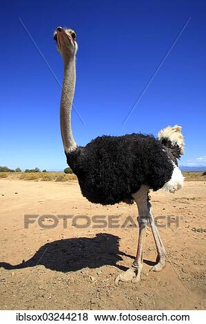 "Ostrich or Common Ostrich (Struthio camelus australis), male, Karoo, South Africa, Africa" View Large Photo Image Stock Photo - "Ostrich or Common Ostrich (Struthio camelus australis), male, Karoo, South Africa, Africa". Fotosearch