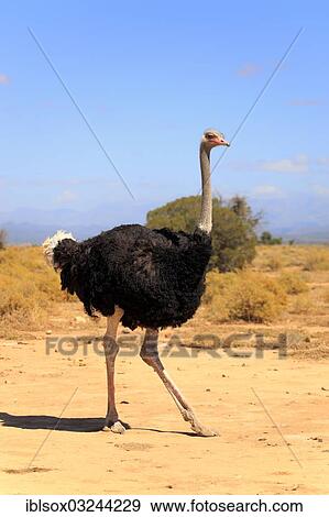 "Ostrich or Common Ostrich (Struthio camelus australis), male, Karoo, South Africa, Africa" View Large Photo Image Stock Photo - "Ostrich or Common Ostrich (Struthio camelus australis), male, Karoo, South Africa, Africa". Fotosearch