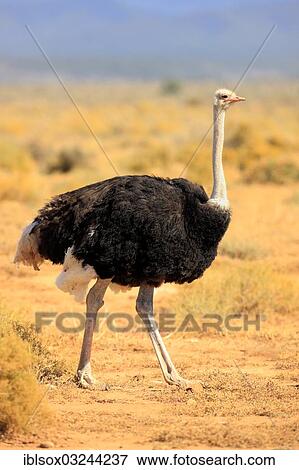 "Ostrich or Common Ostrich (Struthio camelus australis), male, Karoo, South Africa, Africa" View Large Photo Image Stock Photo - "Ostrich or Common Ostrich (Struthio camelus australis), male, Karoo, South Africa, Africa". Fotosearch