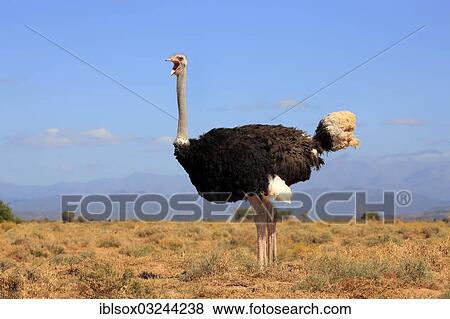 Stock Photo - "Ostrich or Common Ostrich (Struthio camelus australis), yawning male, Karoo, South Africa, Africa". Fotosearch