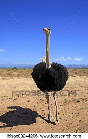 "Ostrich or Common Ostrich (Struthio camelus australis), male, Karoo, South Africa, Africa" View Large Photo Image Stock Photograph - "Ostrich or Common Ostrich (Struthio camelus australis), male, Karoo, South Africa, Africa". Fotosearch