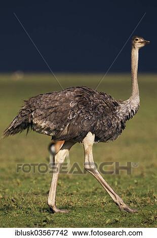 "Ostrich (Struthio camelus) against a dark stormy sky, Massai Mara, Serengeti, Rift Valley province, Kenya, Africa" View Large Photo Image Stock Image - "Ostrich (Struthio camelus) against a dark stormy sky, Massai Mara, Serengeti, Rift Valley province, Kenya, Africa". Fotosearch