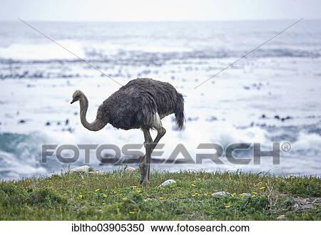 "Ostrich (Struthio camelus), Cape Point, South Africa, Africa" View Large Photo Image Stock Image - "Ostrich (Struthio camelus), Cape Point, South Africa, Africa". Fotosearch