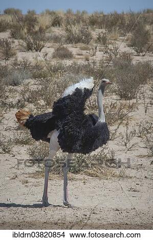 Picture - "Ostrich (Struthio camelus), Kgalagadi Transfrontier Park, Northern Cape, South Africa, Africa". Fotosearch