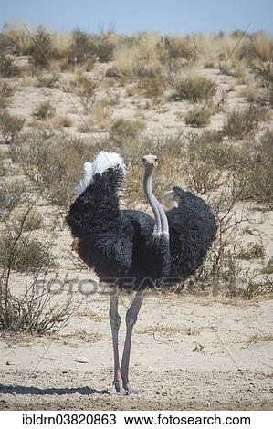 Stock Image - "Ostrich (Struthio camelus), Kgalagadi Transfrontier Park, Northern Cape, South Africa, Africa". Fotosearch