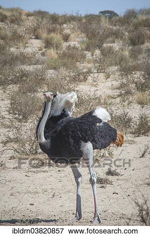 "Ostrich (Struthio camelus), Kgalagadi Transfrontier Park, Northern Cape, South Africa, Africa" View Large Photo Image Stock Photo - "Ostrich (Struthio camelus), Kgalagadi Transfrontier Park, Northern Cape, South Africa, Africa". Fotosearch