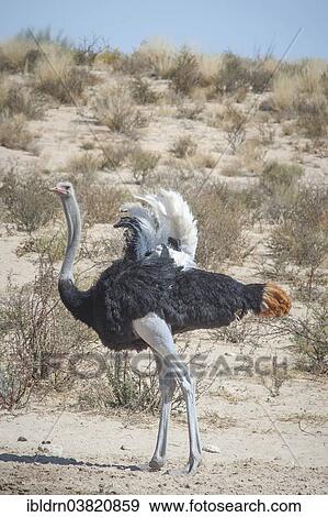 "Ostrich (Struthio camelus), Kgalagadi Transfrontier Park, Northern Cape, South Africa, Africa" View Large Photo Image Stock Photo - "Ostrich (Struthio camelus), Kgalagadi Transfrontier Park, Northern Cape, South Africa, Africa". Fotosearch