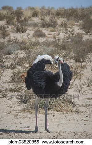 "Ostrich (Struthio camelus), Kgalagadi Transfrontier Park, Northern Cape, South Africa, Africa" View Large Photo Image Stock Photography - "Ostrich (Struthio camelus), Kgalagadi Transfrontier Park, Northern Cape, South Africa, Africa". Fotosearch