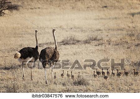 "Ostrich (Struthio camelus), pair, male and female with chicks in the Kalahari Desert, Intu Afrika Kalahari Game Reserve, Namibia, Africa" View Large Photo Image Stock Photograph - "Ostrich (Struthio camelus), pair, male and female with chicks in the Kalahari Desert, Intu Afrika Kalahari Game Reserve, Namibia, Africa". Fotosearch
