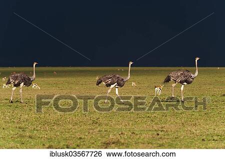 Stock Photograph - "Ostriches (Struthio camelus) against a dark stormy sky, Massai Mara, Serengeti, Rift Valley province, Kenya, Africa". Fotosearch