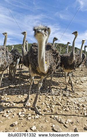 "Ostriches (Struthio camelus) on a commercial ostrich farm, Oudtshoorn, Western Cape, South Africa, Africa" View Large Photo Image Stock Image - "Ostriches (Struthio camelus) on a commercial ostrich farm, Oudtshoorn, Western Cape, South Africa, Africa". Fotosearch