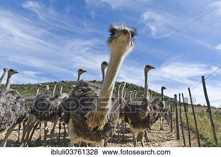 "Ostriches (Struthio camelus) on a commercial ostrich farm, Oudtshoorn, Western Cape, South Africa, Africa" View Large Photo Image Stock Photo - "Ostriches (Struthio camelus) on a commercial ostrich farm, Oudtshoorn, Western Cape, South Africa, Africa". Fotosearch