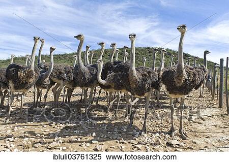 "Ostriches (Struthio camelus) on a commercial ostrich farm, Oudtshoorn, Western Cape, South Africa, Africa" View Large Photo Image Stock Photography - "Ostriches (Struthio camelus) on a commercial ostrich farm, Oudtshoorn, Western Cape, South Africa, Africa". Fotosearch
