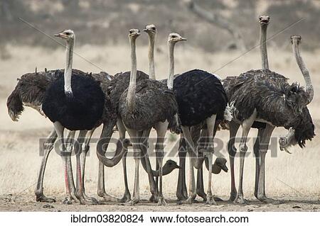 "Ostriches (Struthio camelus), Kgalagadi Transfrontier Park, Northern Cape, South Africa, Africa" View Large Photo Image Picture - "Ostriches (Struthio camelus), Kgalagadi Transfrontier Park, Northern Cape, South Africa, Africa". Fotosearch