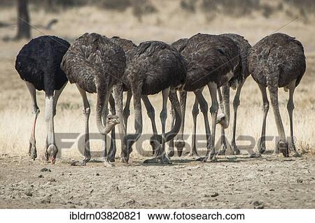 "Ostriches (Struthio camelus), Kgalagadi Transfrontier Park, Northern Cape, South Africa, Africa" View Large Photo Image Stock Image - "Ostriches (Struthio camelus), Kgalagadi Transfrontier Park, Northern Cape, South Africa, Africa". Fotosearch