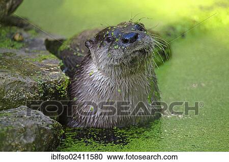 Otter (Lutra lutra), deer park, Bavaria, Germany, Europe View Large Photo Image Stock Image - Otter (Lutra lutra), deer park, Bavaria, Germany, Europe. Fotosearch