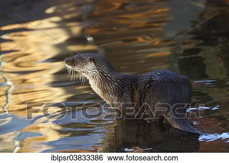 "Otter (Lutra lutra) in water, captive, Tyrol, Austria, Europe" View Large Photo Image Stock Photograph - "Otter (Lutra lutra) in water, captive, Tyrol, Austria, Europe". Fotosearch