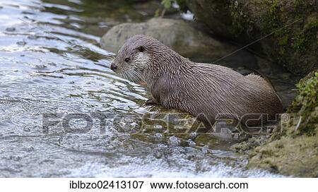 Otter (Lutra lutra), near the bank of a river, Sihl forest, Switzerland, Europe View Large Photo Image Stock Photo - Otter (Lutra lutra), near the bank of a river, Sihl forest, Switzerland, Europe. Fotosearch