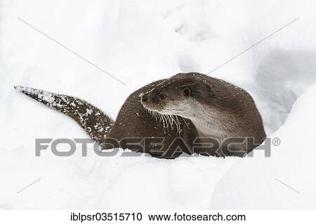 "Otter (Lutra lutra) playing in the snow, Bayrischer Wald, Bavaria, Germany, Europe" View Large Photo Image Stock Image - "Otter (Lutra lutra) playing in the snow, Bayrischer Wald, Bavaria, Germany, Europe". Fotosearch