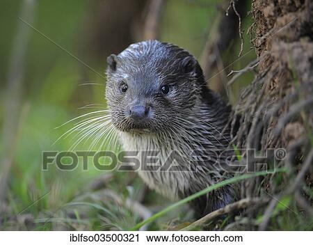 "Otter (Lutra lutra), portrait, captive, Bavaria, Germany, Europe" View Large Photo Image Stock Image - "Otter (Lutra lutra), portrait, captive, Bavaria, Germany, Europe". Fotosearch