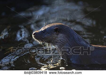 "Otter (Lutra lutra), River Thet, Norfolk, England, United Kingdom, Europe" View Large Photo Image Stock Photo - "Otter (Lutra lutra), River Thet, Norfolk, England, United Kingdom, Europe". Fotosearch