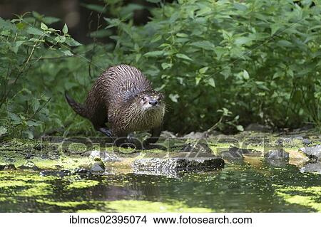 "Otter (Lutra lutra), Sababurg Zoo, Hofgeismar, North Hesse, Hesse, Germany, Europe" View Large Photo Image Picture - "Otter (Lutra lutra), Sababurg Zoo, Hofgeismar, North Hesse, Hesse, Germany, Europe". Fotosearch