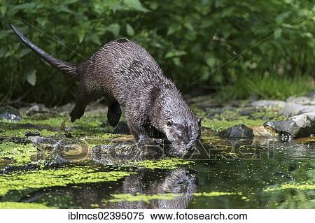 Stock Photography - "Otter (Lutra lutra), Sababurg Zoo, Hofgeismar, North Hesse, Hesse, Germany, Europe". Fotosearch