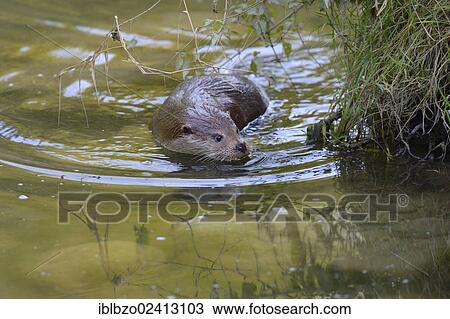 Otter (Lutra lutra), seeking the safety of the river bank, Sihl forest, Switzerland, Europe View Large Photo Image Stock Image - Otter (Lutra lutra), seeking the safety of the river bank, Sihl forest, Switzerland, Europe. Fotosearch
