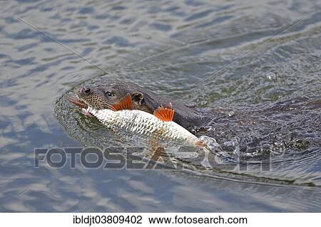 "Otter (Lutra lutra) with Roach, River Thet, Norfolk, England, United Kingdom, Europe" View Large Photo Image Stock Image - "Otter (Lutra lutra) with Roach, River Thet, Norfolk, England, United Kingdom, Europe". Fotosearch