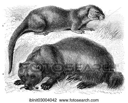 Stock Image - "Otter (Lutra vulgaris) and Wolverine (Gulo borealis), illustration from Meyers Konversations-Lexikon encyclopedia, 1897". Fotosearch