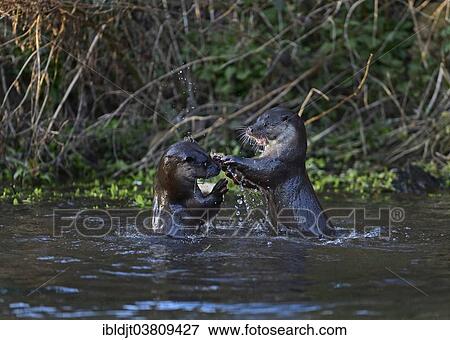 Stock Photo - "Otters (Lutra lutra) fighting, River Thet, Norfolk, England, United Kingdom, Europe". Fotosearch
